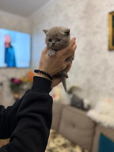 Pişiklər: Temiz şatlan pişiyidi -da lalafo.az — 9 Pişiklər: Temiz şatlan pişiyidi — 9