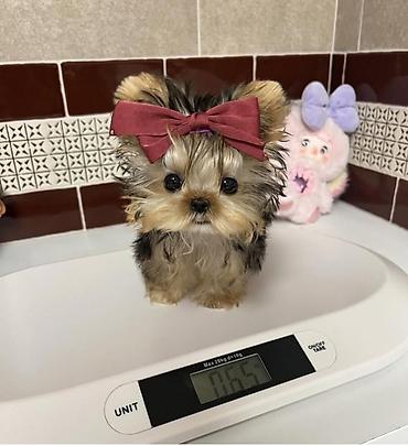 İtlər: Şpitz — 6