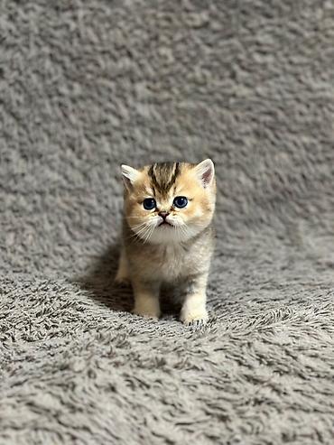 кошка сфинкс с шерстью: Продаются последние две девочки, шотландские котята, “ фолд и страйт” — 6