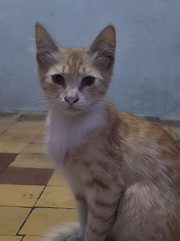котята даром в душанбе: Самка, В добрые руки, Бесплатная доставка