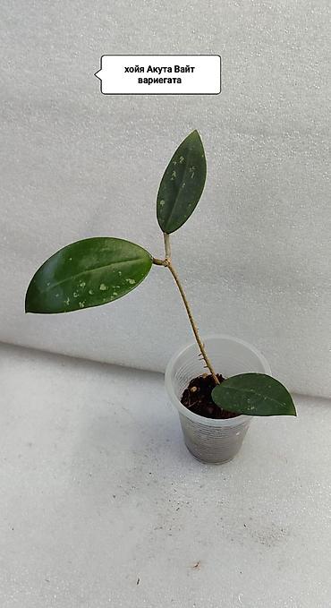 Хойи: Хойя (Hoya) Nui 400 сом( Hoya macrophylla 250 сом Хойя — 21