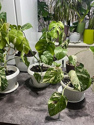 Монстеры: Монстера вариегатная (Monstera deliciosa variegata) — комнатное — 37