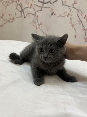 каракал кот: Продаю котенка британской породы, 2 месяца, прямоухая, к лотку