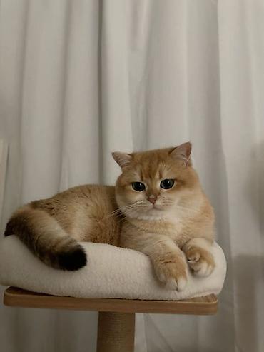 Şinşilla, Dişi, Ünvandan götürmə lalafo.az -da Şinşilla, Dişi, Ünvandan götürmə