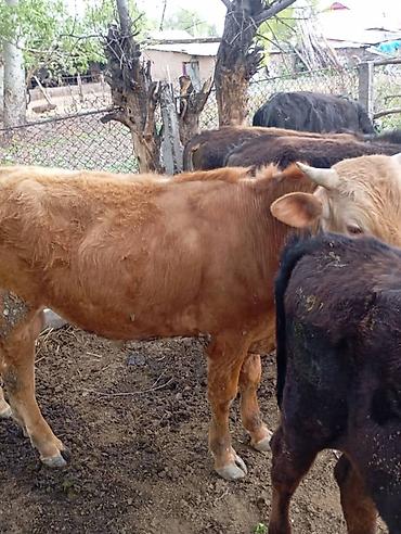 Коровы, быки: Продаю | Бык (самец) | На откорм — 3