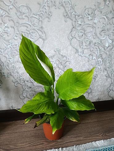 шефлер: Комнатные растения в горшках: 1) Сансевиерия (Sansevieria — 5
