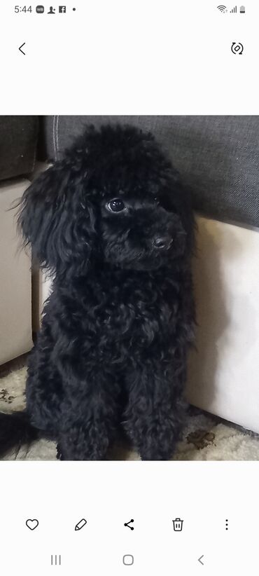 отлов собак: Вязка: мальчик -карликовый пудель, черный, привит, 1 год 2 месяца