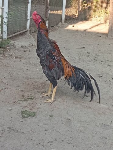 simmental ineklerin satisi: Heyratı satılır 60manata döyüş videosu yoxdu 1yaşı var.sosyetlərdəndi