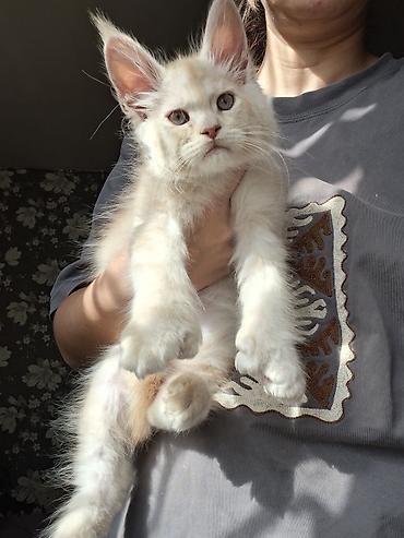 ориентальная кошка цена: 🐾 Эксклюзивные котята-полидакты в поисках достойных хозяев — 9