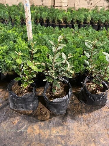 Ağaclar: Dekorativ çöl bitkilərinin satışı və Sifarişlə yetişdirilməsi.Satış -da lalafo.az — 28 Ağaclar: Dekorativ çöl bitkilərinin satışı və Sifarişlə yetişdirilməsi.Satış — 28