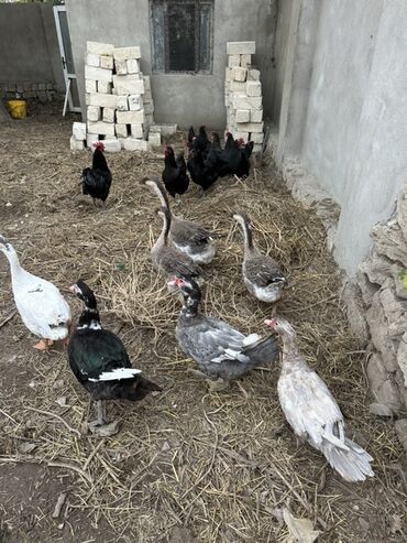 щенки на продажу: 4 ed qaz