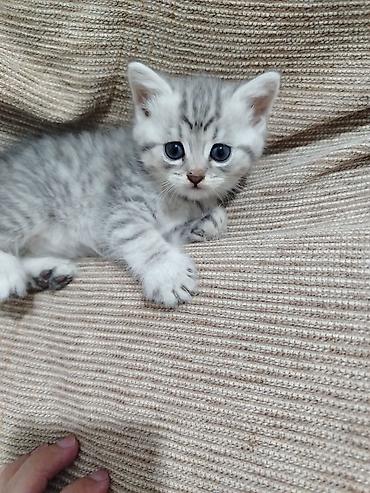 шиншилла кот: Шиншилла, Самка, Самовывоз — 1