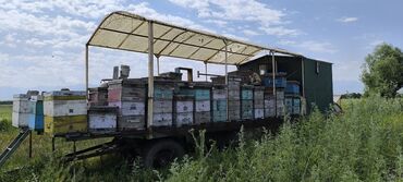 Другая сельхозтехника: Кочевая пасека на прицепе-платформе срочно срочно срочно очень — 9