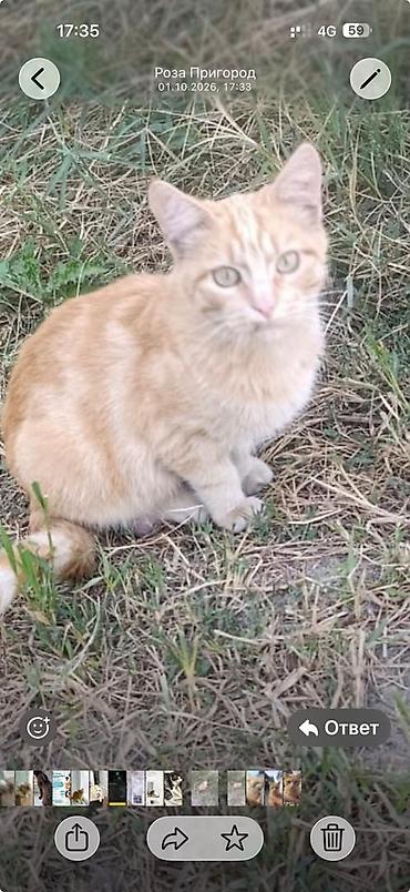 кошка шатланка: Кошка даром: Беспородная, 8 месяцев, Мальчик — 2