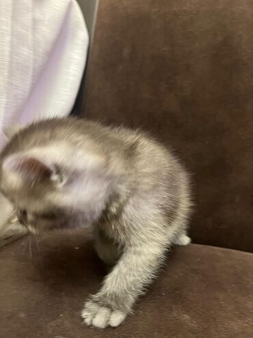 Pişiklər: Şotland, Erkək, Dişi, Cütləşmə üçün, Ünvandan götürmə, Pulsuz çatdırılma, Ödənişli çatdırılma — 21