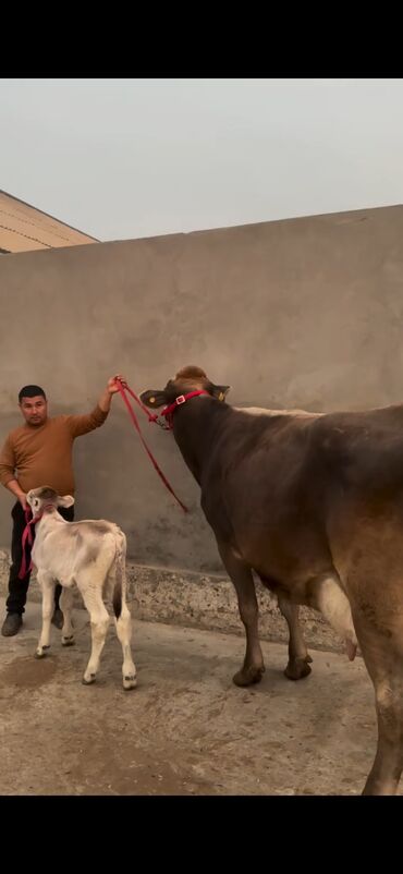 Inəklər, öküzlər: Simental tipli inək və buzov dəsti - Cins/Tip: Simental (qəhvəyi -da lalafo.az — 2 Inəklər, öküzlər: Simental tipli inək və buzov dəsti - Cins/Tip: Simental (qəhvəyi — 2