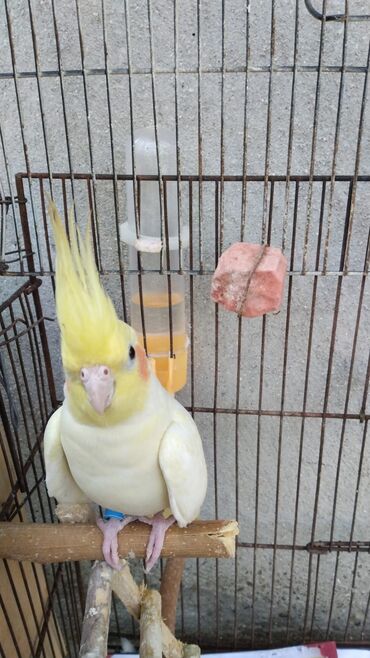 Tutuquşları: Korella tek tek erkey dişi Cüt Valnist qəfəs Valnist 15 Azn balasi — 11