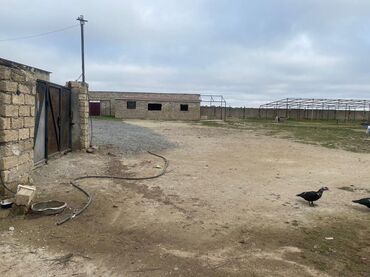 Digər kommersiya daşınmaz əmlakı: Ferma Satılır Buzovna - Material: qaya-daş (blok) divarlar, metal — 8