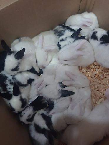 Dovşanlar: 1-ci şəkildəki yarı karlik Dovşanlar 15-azn. 3-cü şəkildəki Ag -AgQara — 14