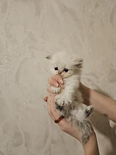 Pişiklər: Fars — 9