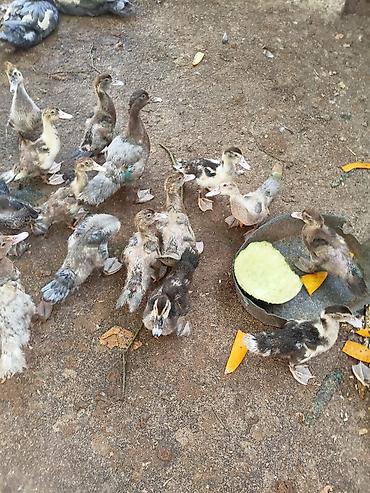 ordey satisi: Evden kocuruk deyene satiram hamisini . tek tek satmiram . Muscovy — 1