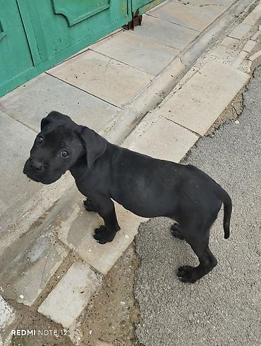 pitbull balaları: 2 ay, Peyvəndli — 3