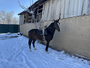Лошади, кони: Продаю | Конь (самец) | Рабочий — 10