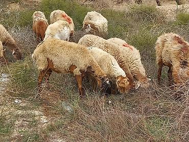 cins heyvanlar: Salam tam saglam heyvanlardir 25 bas ana qoyundur isdeyen elaqe — 9