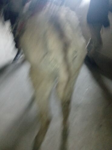 Другие с/х животные: Осёл рабочего ешек сатылат срочно улагы уйуру 💯💯💯 араба тартат жорго — 5