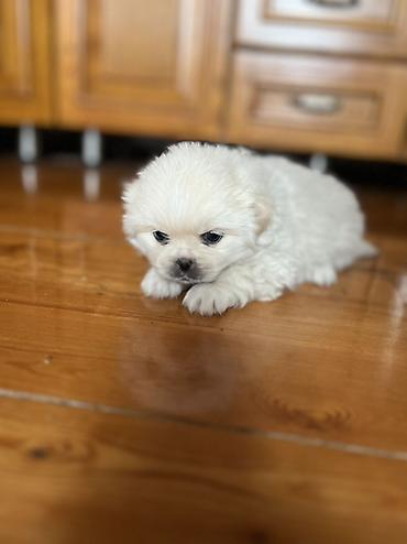 İtlər: Pekines, 1 ay, Dişi — 5