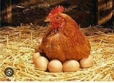 dovşanın balasına nə deyilir: Toyuq, Yumurtalıq, Ünvandan götürmə