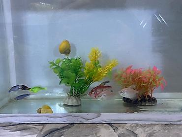 balığı: Akvarium dəsti.İçində 7 dənə balıq,2 dənə su iblisi 1 dənədə filtr və — 5