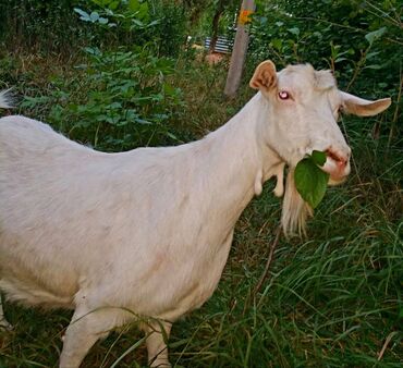 кой козу бишкек: Продаю | Коза (самка) | Зааненская | На забой, Для разведения, Для молока | Племенные