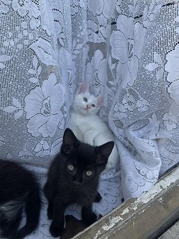 кошка шатланка: Котята, помет из 4 малышей, домашние. - Окрас: белый с нежно-розовыми — 5