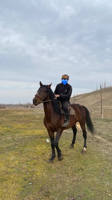 Лошади, кони: Продаю | Жеребец | Конный спорт — 1