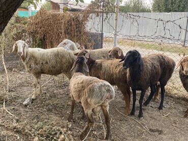 кочкор сатылат: Сатам | Ургаачы кой (ургаачы), Козу, Кочкор (эркек) | Аргын | Союуга, Көбөйтүү үчүн | Бычылган, Ургаачы, Токту