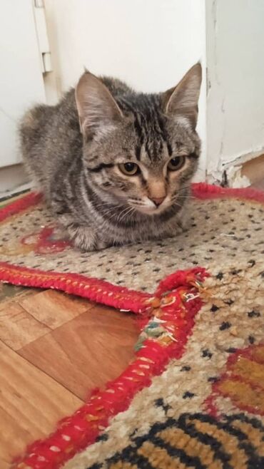 мейн кун бишкек питомник lyubushka купить котенка цена: Кошка даром: Беспородная, 3 месяца, Мальчик, Приучена к лотку