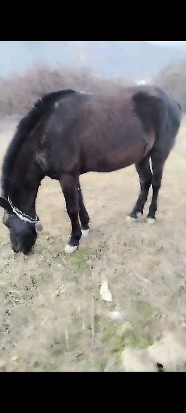 Atlar: Erkəkdi 2yaşın tamam edib yorğadı sakit heyvandır — 5