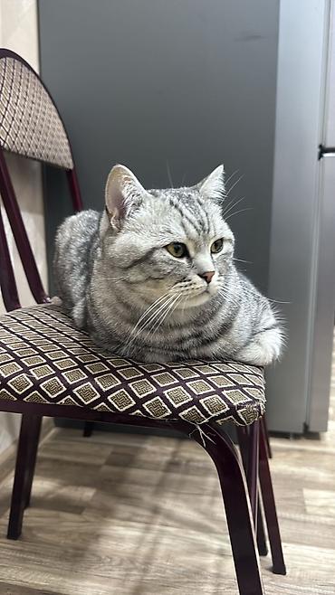 Pişiklər: Britan — 9