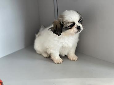 heyvanlar: Pekines — 3