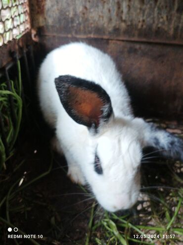 комбикорм для кроликов: Кролик мальчик 11месецов
Порода Бобочка