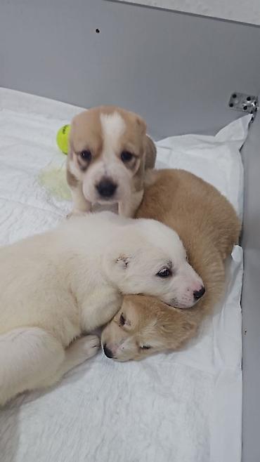 Продажа собак: Щенки Алабая (разные окрасы) - Возраст: около 4-5 недель на фото - — 10