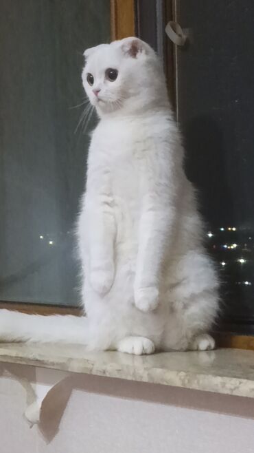 Pişiklər: Şotland, Dişi, Yaxşı əllərə, Ünvandan götürmə, Rayonlara çatdırılma, Pulsuz çatdırılma — 5