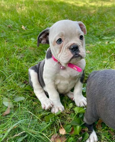 Psi: Odgajivacnica pasa "Happy Puppies" ima u ponudi prelepe stence — 4