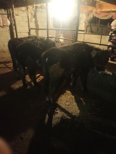 Коровы, быки: Продаю | Музоо, торпок | На откорм | Привязанные — 1