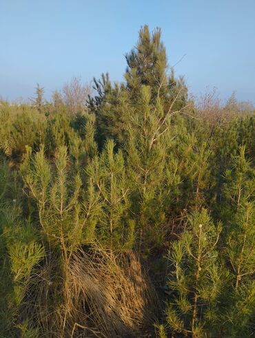 Şitillər: Satılır: iynəyarpaq şam ağacları (fidanlar) - Növ: Şam (Pinus) – — 3