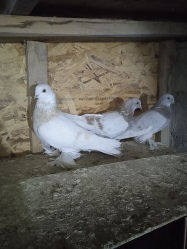 Птицы: Продаю голубей,все молодые прошлогодние.Птицу гоняю.Цены — 6