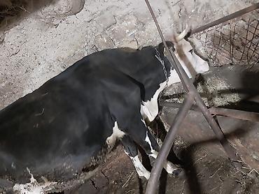 inək balalı: Südçülük üçün inək və buzov dəsti - Cins: qara‑ağ alaca südlük — 2