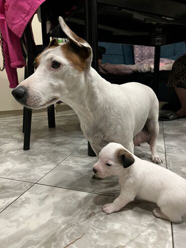 itler davasi: Джек-рассел-терьер, 1 месяц, Самовывоз