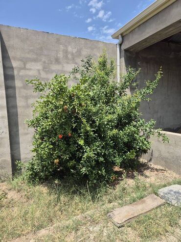 Həyət evləri və villaların satışı: Buzovna 3 otaqlı, 71 kv. m, Kredit yoxdur, Orta təmir — 23